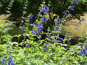 salvia-dei-prati2