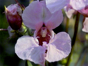 impatiens-camminamente4