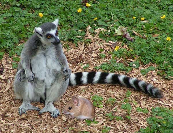 lemure-topino. 
